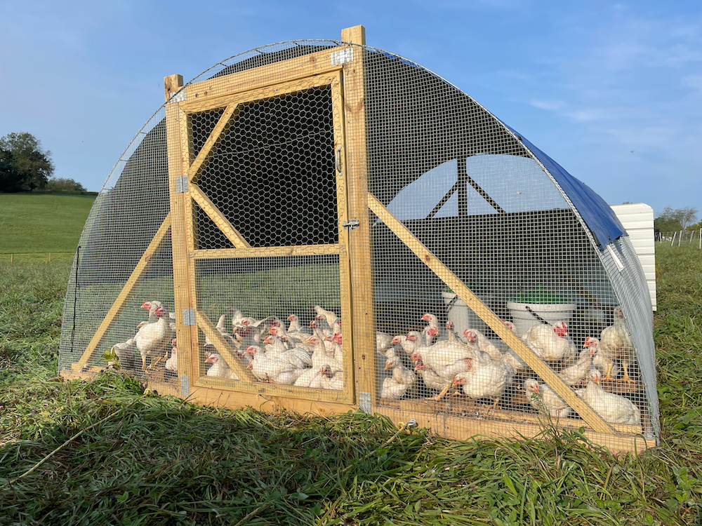 Buzzword Chicken – Laughlin Highlands Farm Store